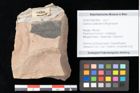 Foto (Objekt + Etikett) von Quercus palaeoilex Ettingshausen (NHMW-GEO-2024-0188-0806)